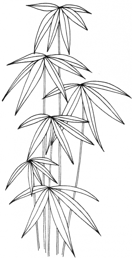 Bamboo 1